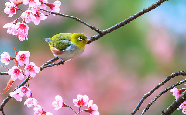 istock Yellow warbler bird sitting on a cherry tree branch 179103209