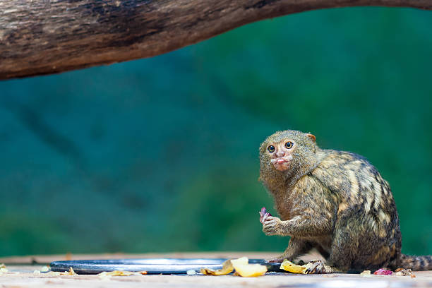 Monkey putting out the tongue Pygmy marmoset (Cebuella pygmaea) putting out the tongue while eating. pygmy marmoset stock pictures, royalty-free photos & images