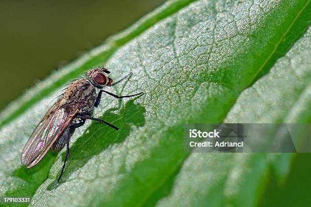 Black Fly - zdjęcia stockowe i więcej obrazów Bez ludzi - Bez ludzi, Czarnoskóry Lecą, Fotografika