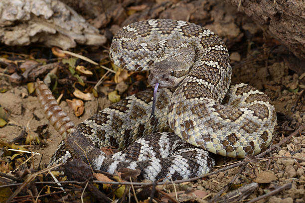 istock Southern Pacific Rattlesnake (Crotalus viridis helleri). 179103333