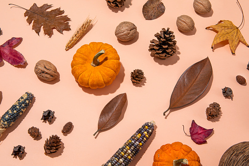 Autumn knolling composition with pumpkins, dried corn and leaves