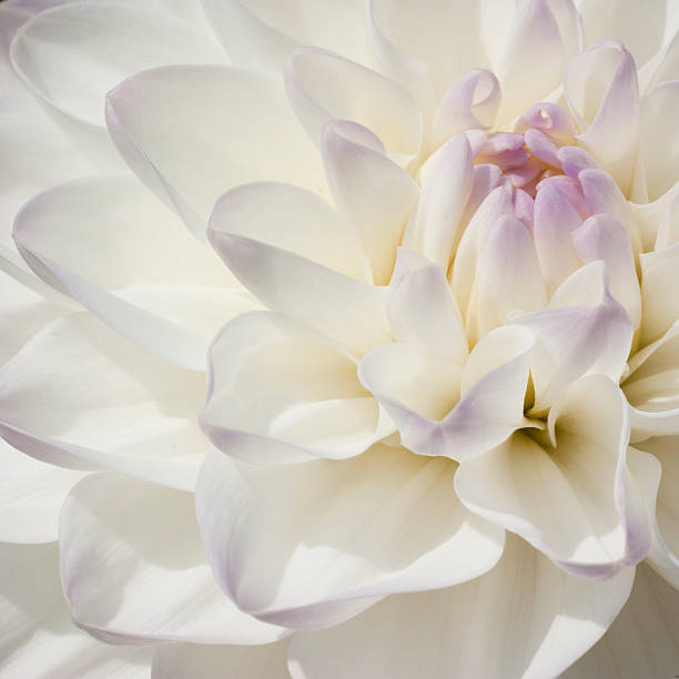 istock Sparkling white bulb Dahlia in extreme closeup 179103590