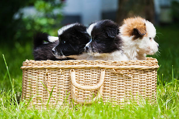 istock picknick basket with cute puppies 179103624