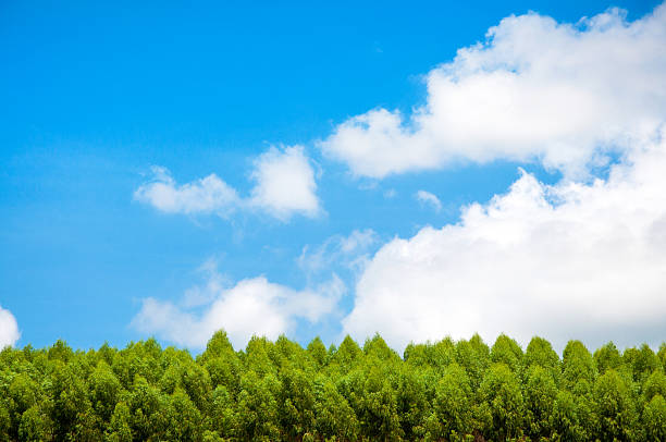 istock Pine trees green and blue sky with clouds 179103667