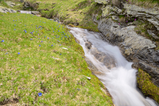 Little stream flowing among rocks, vivid blue flowers (gentians) and lush green meadows, taken with slow shutter speed.