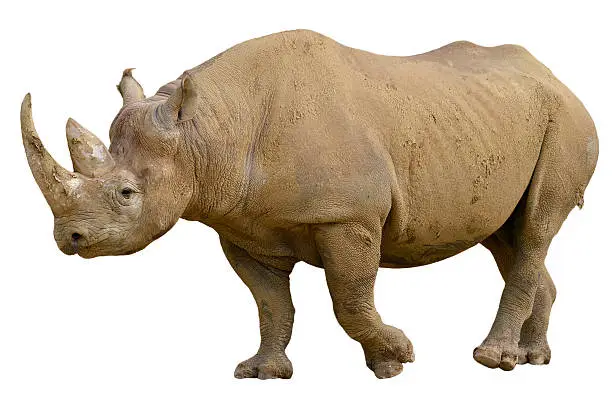 Closeup of Black Rhinoceros (Diceros bicornis) walking viewed of profile, isolated on white background