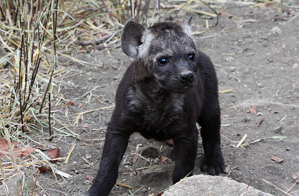 Hiena cętkowana Młode – zdjęcie