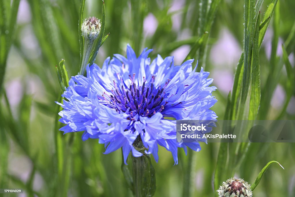 Kornblume - Lizenzfrei Blau Stock-Foto