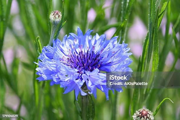Kornblume Stockfoto und mehr Bilder von Blau - Blau, Blume, Blumenbeet