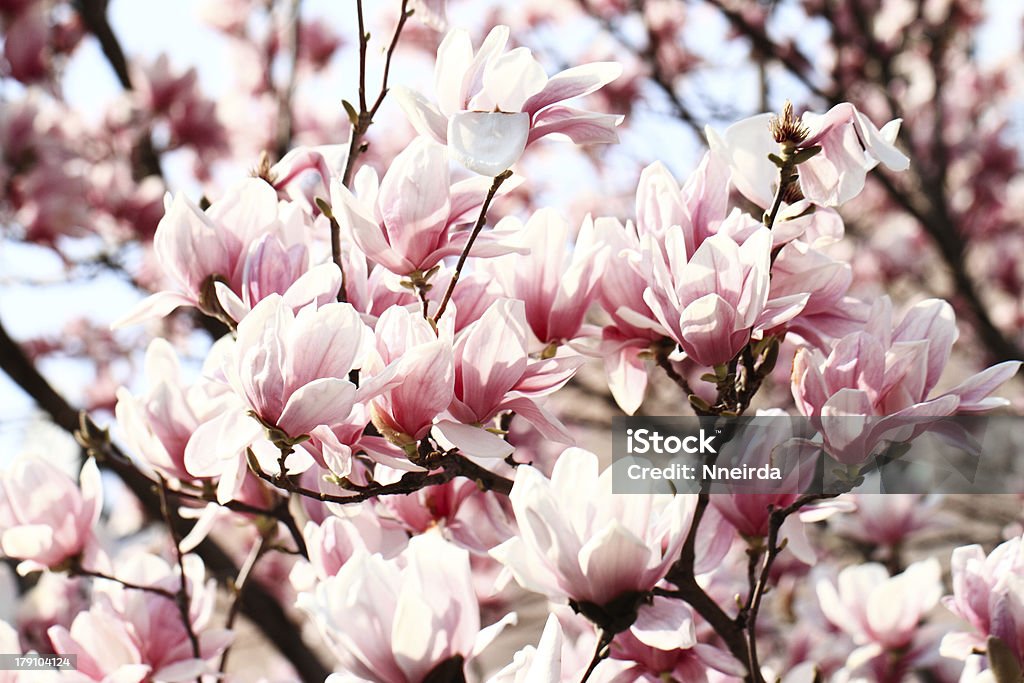 Árbol de Magnolia - Foto de stock de Aire libre libre de derechos