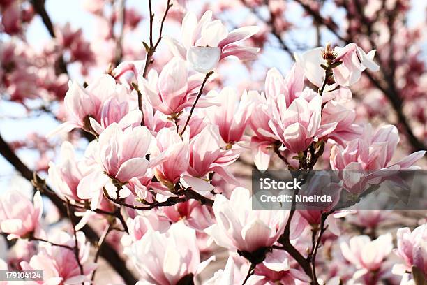 Árbol De Magnolia Foto de stock y más banco de imágenes de Aire libre - Aire libre, Alegre, Azul