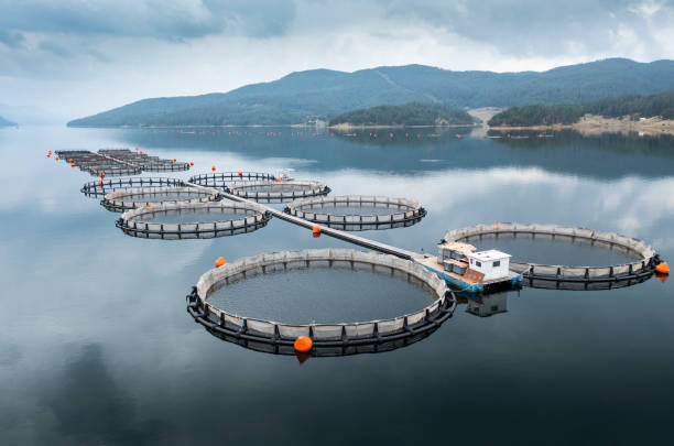 istock Aquaculture system on a calm and still lake. 1791042440