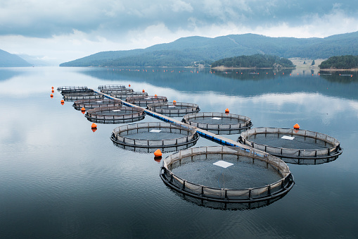 Aerial view over a large fish farm with lots of fish enclosures in a lake/dam.