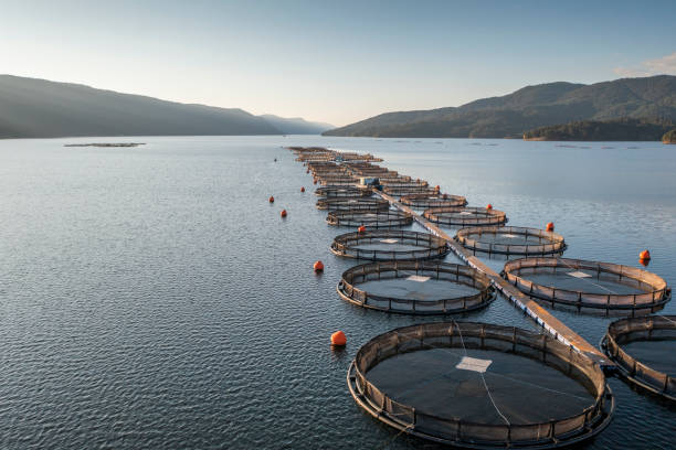 istock Aquaculture system on a calm and still lake. 1791042446