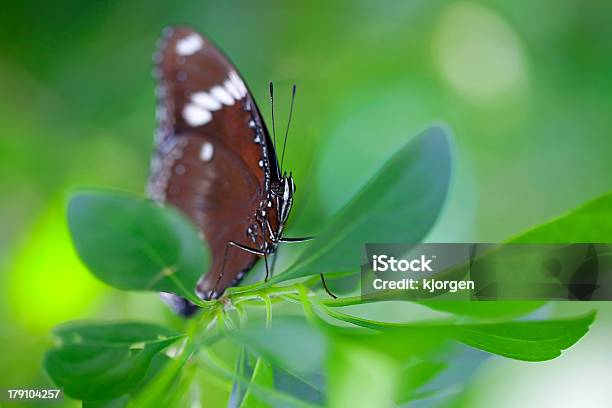 Foto de Corvocomum e mais fotos de stock de Exterior - Exterior, Filipinas, Floresta