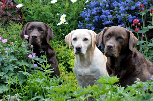 three lovely Labradors in the garden