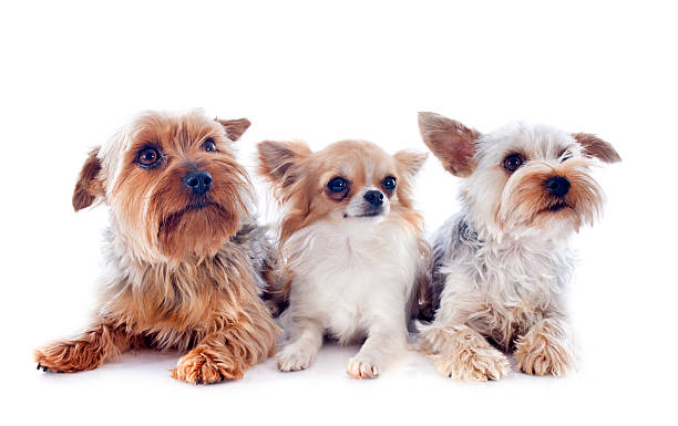 istock yorkshire terriers and chihuahua 179104274