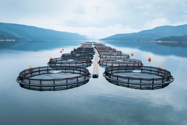 sistema de acuicultura en un lago tranquilo y tranquilo. - catch of fish seafood freshness fish fotografías e imágenes de stock