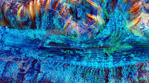 macro abstracto colorido coral - foto de stock