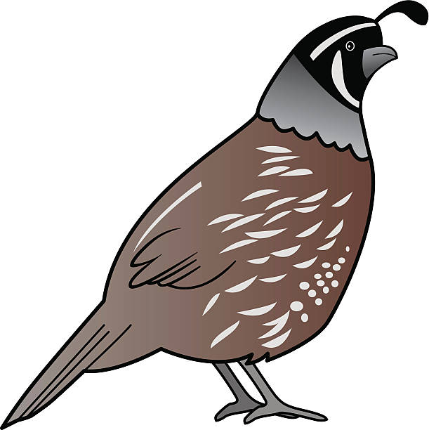 Quail Vector illustration of a quail. Isolated object. quail bird stock illustrations