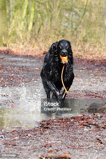 Die Flache Beschichtete Retriever Stockfoto und mehr Bilder von Apportieren - Apportieren, Baum, Flat Coated Retriever