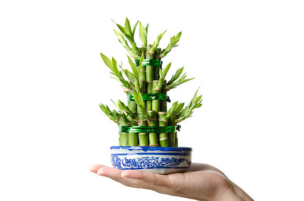 Lucky bamboo, Dracaena sanderiana stock photo