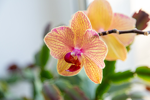 Floral concept. Orchid growing tips.  Most commonly grown house plants. Orchids blossom close up. Orchid flower pink and yellow bloom. Phalaenopsis orchid.