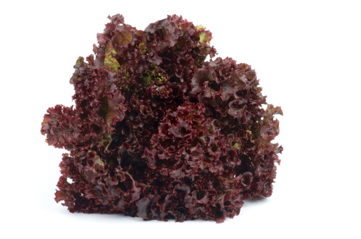 Perfect Ripe Lollo Rosso Lettuce isolated on white background