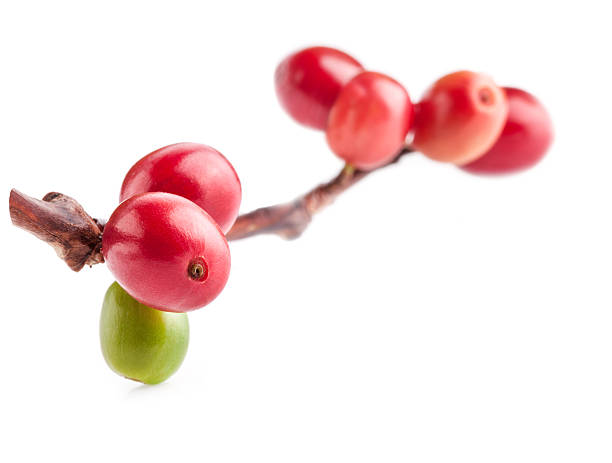 Kaffeebohnen auf einem Ast Baum – Foto