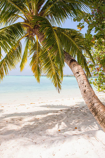 palm beach stock photo