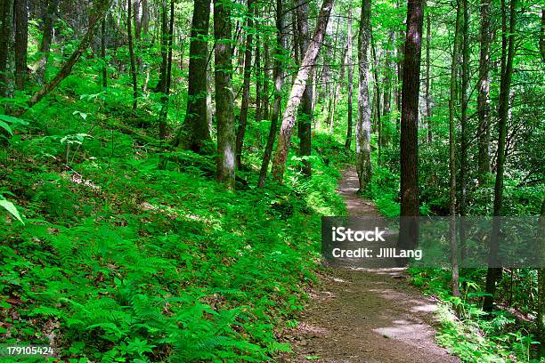 森林のコース - サウスカロライナ州のストックフォトや画像を多数ご用意 - サウスカロライナ州, ノースカロライナ州, 一本道
