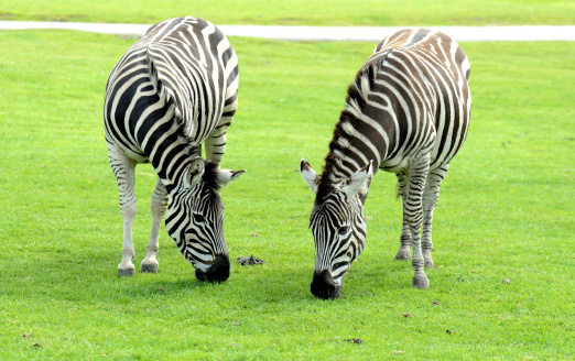 Two Zebra eating grass