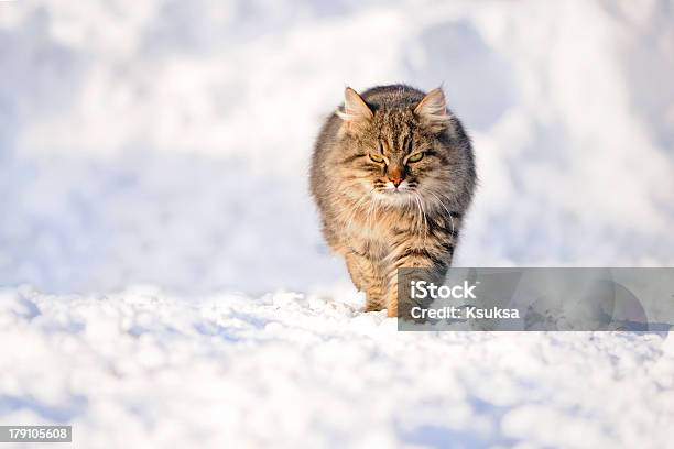 Кошка В Зимний — стоковые фотографии и другие картинки Бездомный человек - Бездомный человек, Белый, Волосы животного