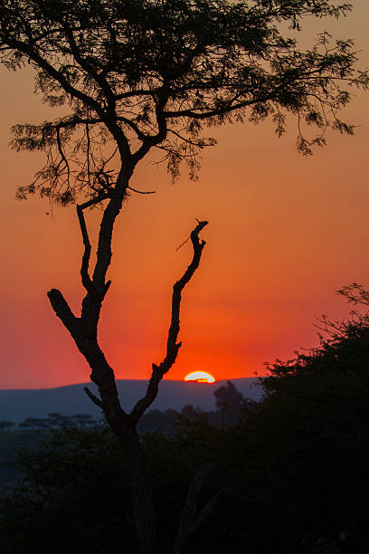 istock African safari sunset 179105897