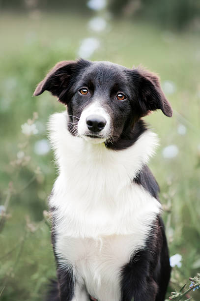 istock cute border collie puppy portrait 179105948