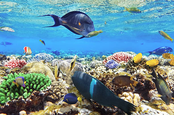 corallo e pesce nel sea.egypt rosso - vitality sea aquatic atoll foto e immagini stock