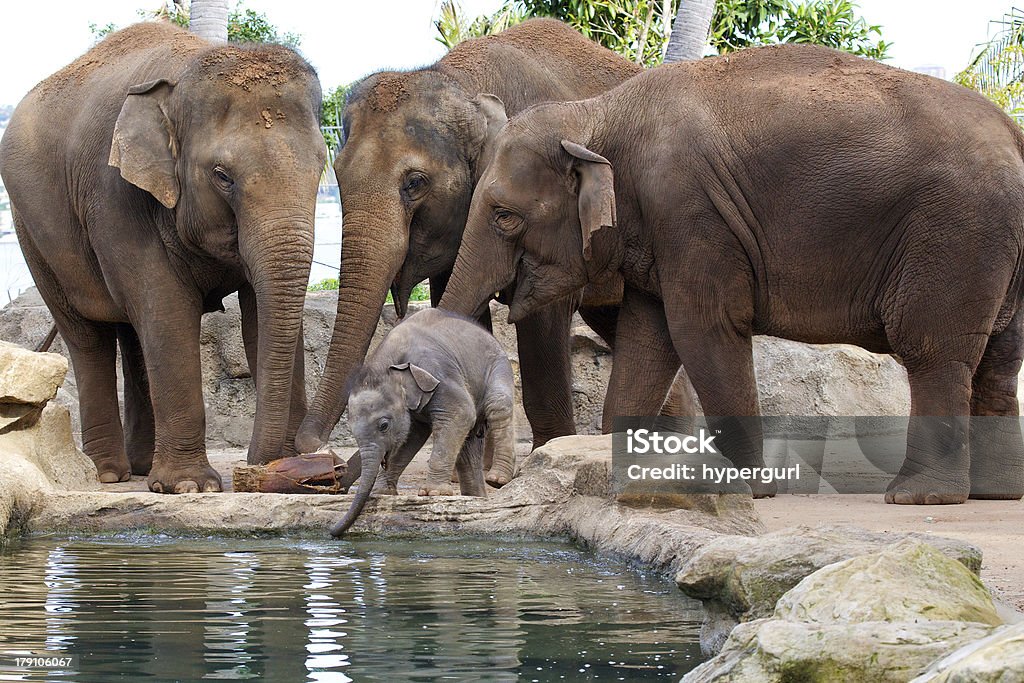 Madre con bebé elefante - Foto de stock de Beber libre de derechos