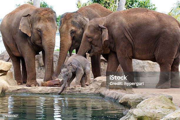 Madre Con Bebé Elefante Foto de stock y más banco de imágenes de Beber - Beber, Cría de elefante, Adulto