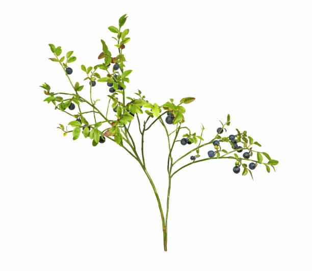 istock Wild blueberry branch 1791061207