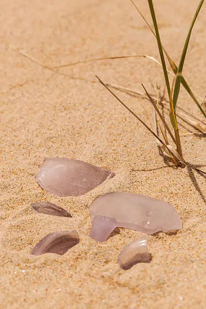 Several pieces of rare lavender seaglass are pictured at the base of beach grass.