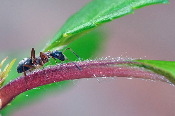 Ant stock photo