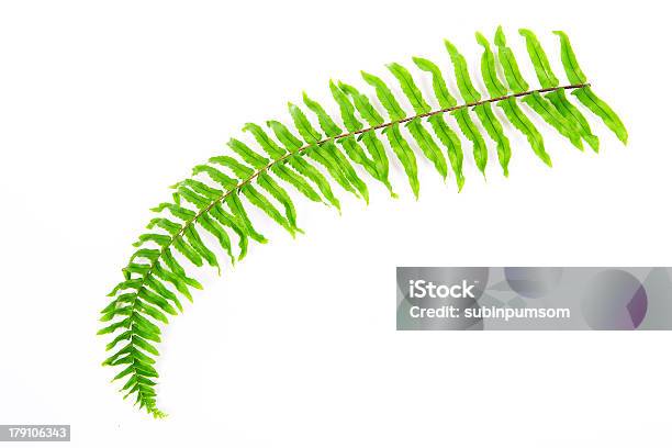 Fernblatt Stockfoto und mehr Bilder von Ast - Pflanzenbestandteil - Ast - Pflanzenbestandteil, Baum, Blatt - Pflanzenbestandteile