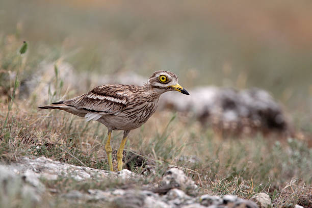 istock Stone curlew, Burhinus oedicnemus 179106443