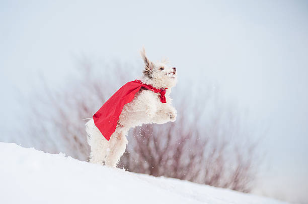 istock funny curly super dog flying 179106505