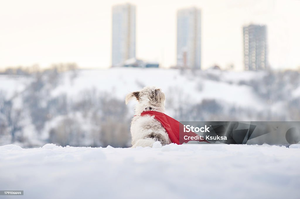 Lustige lockig super Hund Blick auf die Stadt - Lizenzfrei Hund Stock-Foto