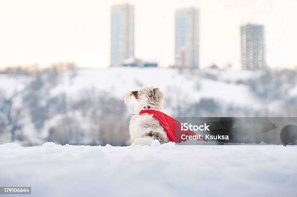 Lustige Lockig Super Hund Blick Auf Die Stadt Stockfoto und mehr Bilder von Hund - Hund, Superheld, Aktivitäten und Sport