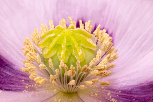 Poppy seed capsule in extreme close up displaying its yellow green nine segmented stem and pistils against four purple white flower leaves