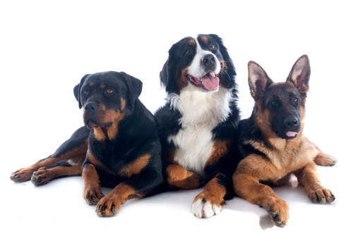 portrait of a purebred bernese mountain dog, rottweiler and german shepherd  in front of white background