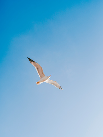 Seagull flying in the blue sky, Istanbul, Turkey