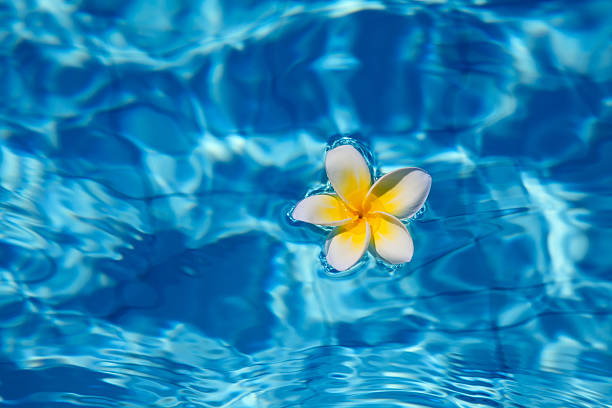 istock Tropical frangipani flower in water 179108180